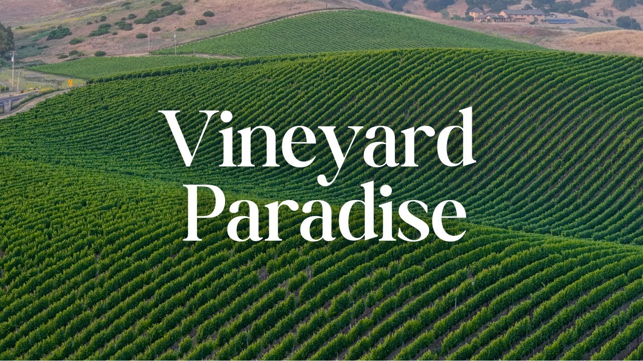 Sonoma and Napa Vineyards in the Carneros Region