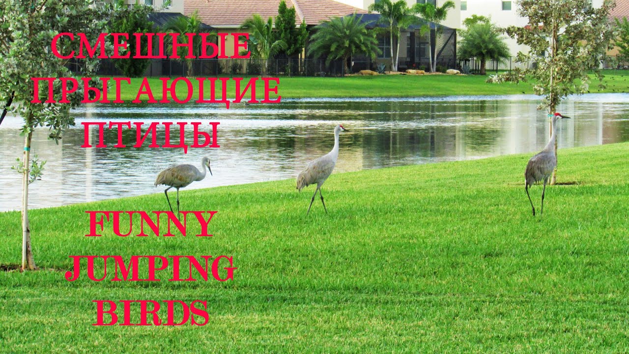 СМЕШНЫЕ, ПРЫГАЮЩИЕ ПТИЦЫ! FUNNY, JUMPING BIRDS! by ViktoriaInFlorida