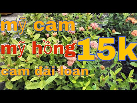 Video (#24) bán cây giống mỹ hồng mỹ cam đỏ nhung mỹ vàng... - youtube