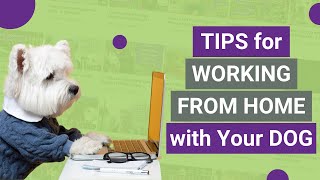 Tips for Working from Home with Your Dog! by Everything Dog 167 views 4 years ago 12 minutes, 17 seconds