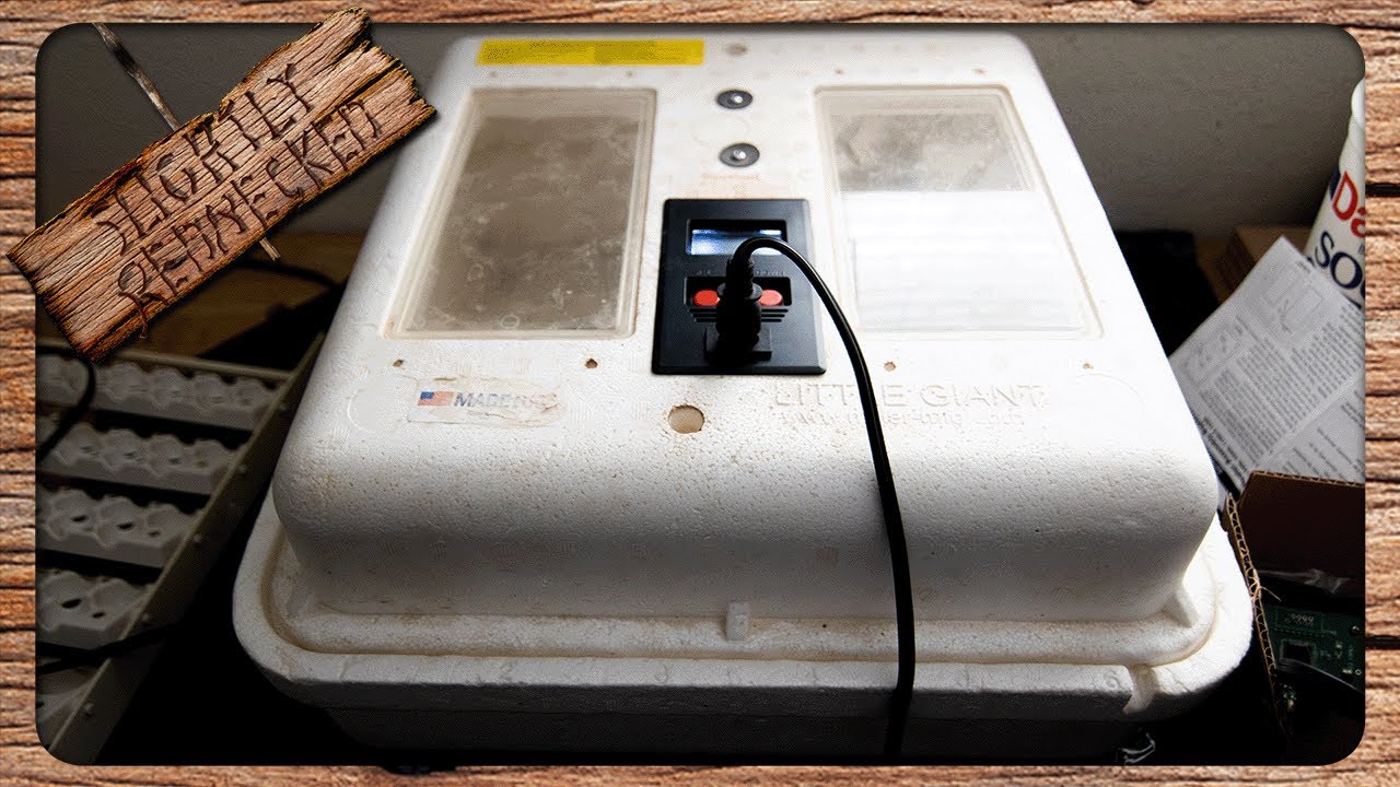 Why I Still Love My Little Giant Incubator Even After The Worst Hatch I