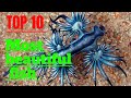 Top 10 des plus belle races de poissons