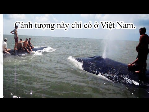 Video: Cứu Cá Voi Một Công Việc Thoải Mái Lạnh Giá