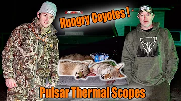 Hunting Hungry Coyotes | Pulsar Thermals | Chasing The High |