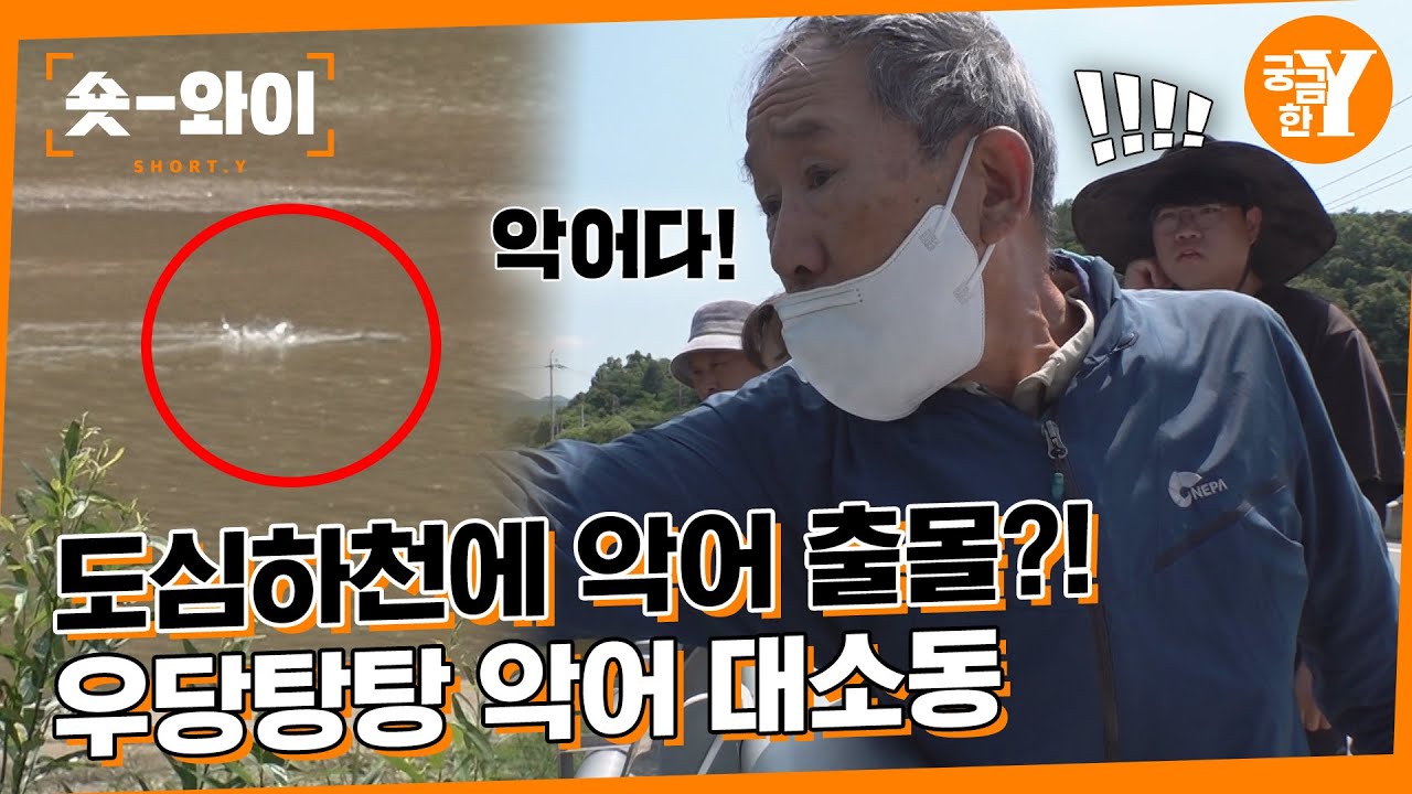 [Y 642회 요약] 내성천 괴생명체의 정체는? 🐊| 숏와이