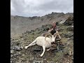 August 2019 - DS 203 Alaska Range Dall Sheep hunt