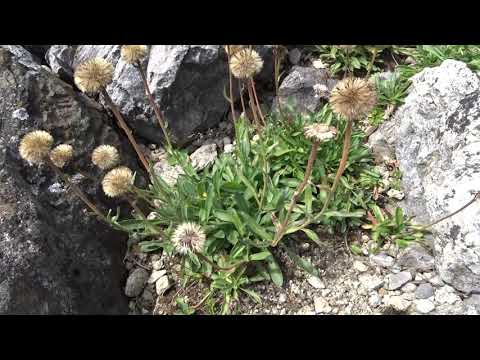 Video: Alpska Astra