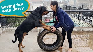 dog training at home || Rottweiler training video || funny dog videos.