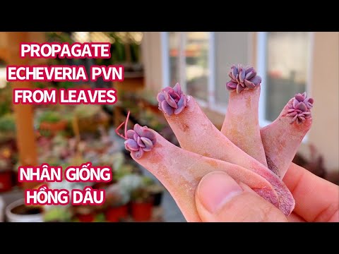 Video #404 PROPAGATE SUCCULENT FROM LEAVES | NHÂN GIỐNG SEN... - youtube