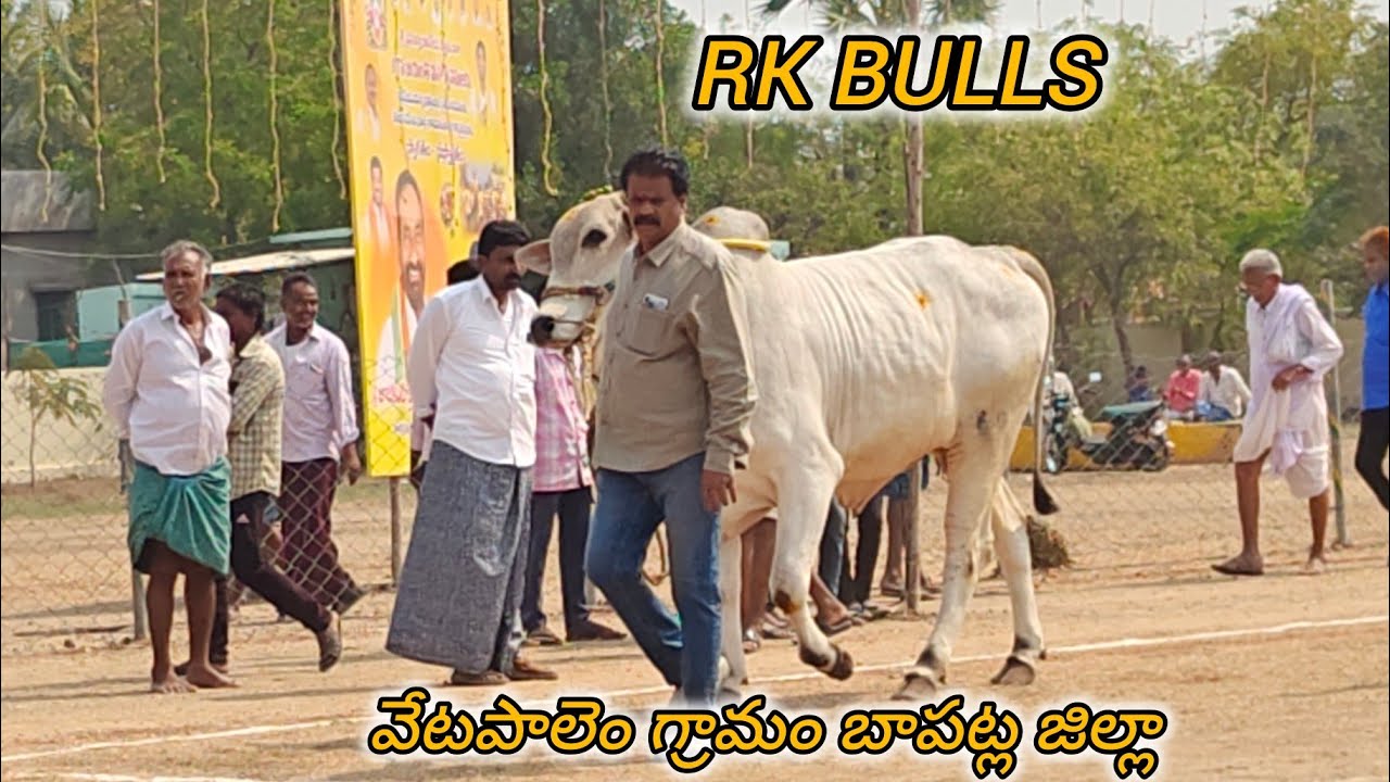 ఆకుల గణపవరం 2పళ్ళు 1వ RK BULLS (ఈశ్వర 💥 మహేశ్వర ) వేటపాలెం గ్రామం బాపట్ల జిల్లా