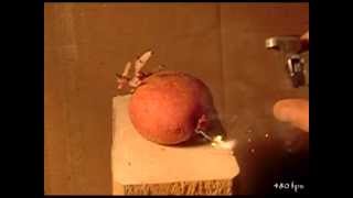 Slow Motion - Firecracker In Potato