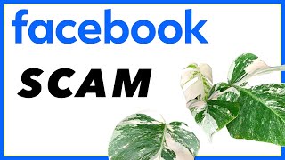 Plant SCAM Trap We TALK to a SCAMMER