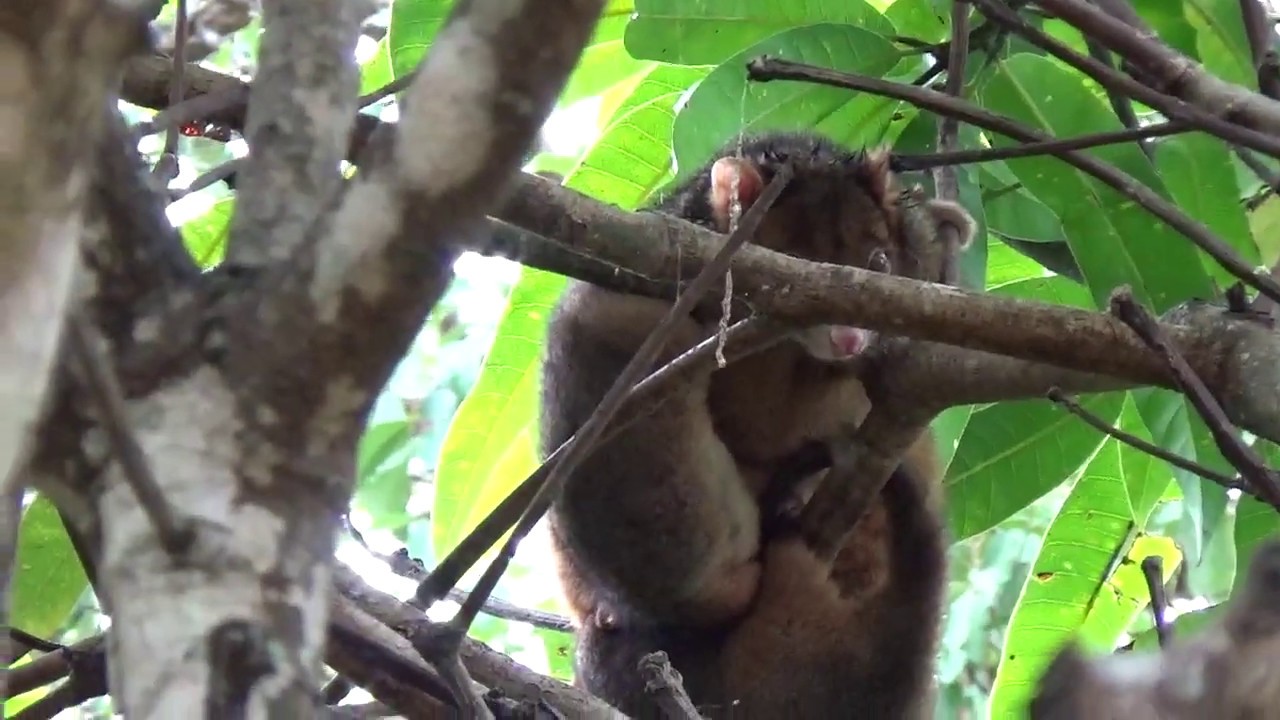 Спасаю диких поссумов! Привет от Добби! Protecting wild life in my backyard!