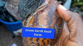 Current market prices of #snails#snailfarming