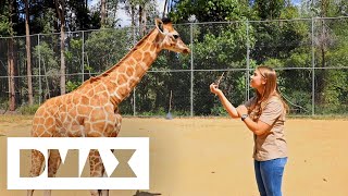 Baby Giraffe Enters The Paddock For The FIRST Time | Crikey Its The Irwins