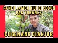 PANEN BUAH DI CUGENANG BIKIN HEBOH SATU KAMPUNG #youtubepopuler #youtubevidio #youtubepanen #fypシ