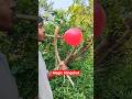 Bamboo Slingshot Magic Game | Epic Trick Shots &amp; Fun Challenges #slingshot #diy #bamboo