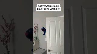 Download Lagu Elmo just use the bathroom on Grover#grover #elmo #AprilFools MP3