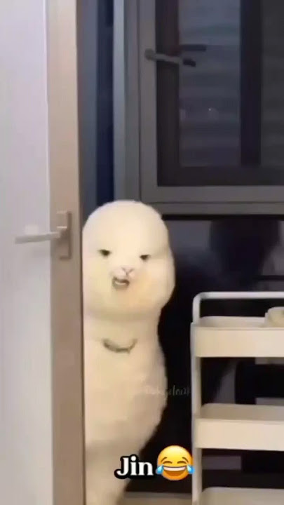 bts member VS animal😅#bts #btsarmy #btsshorts #viral #viralvideo #youtubeshorts #like #views