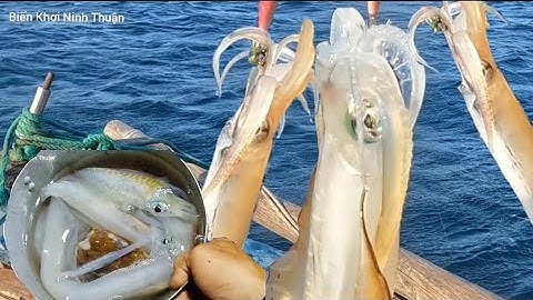 Câu Mực Thước - Mực Óng To Ở Bãi Đá Vách - Bãi Thùng - Vĩnh Huy