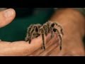 What Is a Tarantula? | Pet Tarantulas