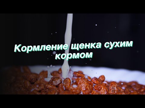Кормление щенка сухим кормом