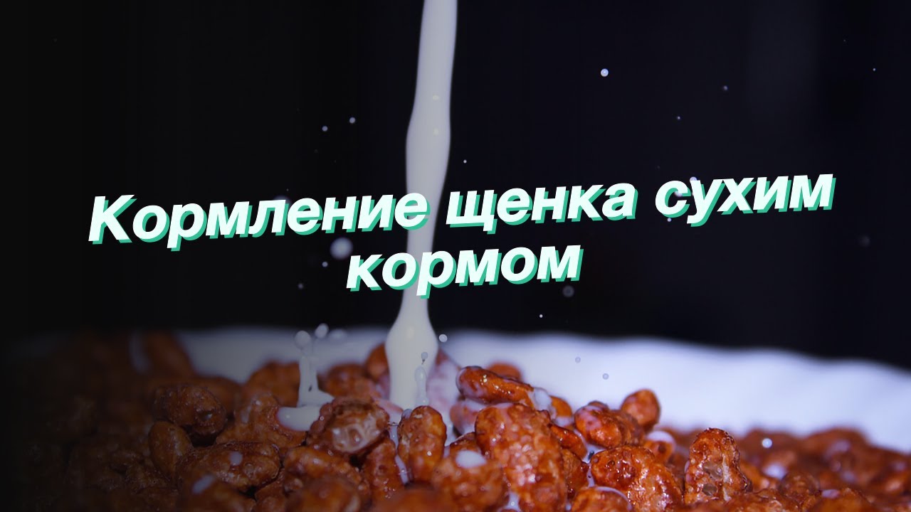 когда кормить щенка сухим кормом когда кормить щенка сухим кормом