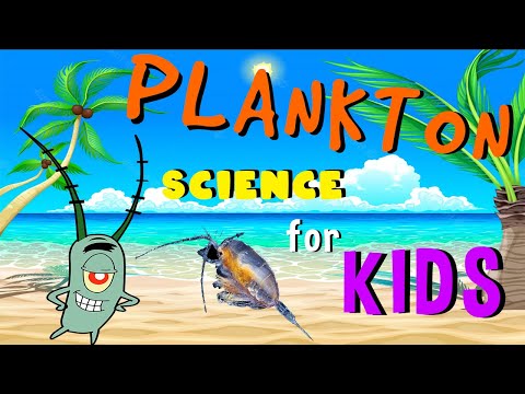 Videó: Melyek a plankton formák az alábbiak közül?