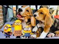 🍌😂MINION STUART VS PUPPIES😂🍌 Louie The Beagle