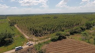 Cómo plantar, cortar y exportar 20,000 hectáreas de árboles