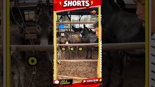 Animals Sound Prank Compilation 😭 #funny #shorts