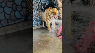 #tigerspotted #bigcats #animals #jimcorbettwildlifeandnatureview #largecats #wildcats