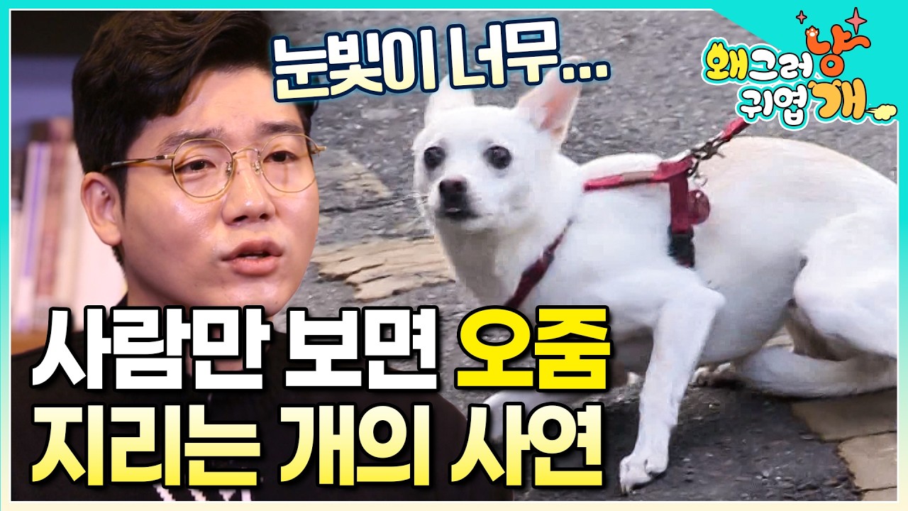 사람을 보면 온몸을 부들부들 떨며 오줌까지 지리는 개. 사람이 무서워 산책조차 거부하지만 또 실외 배변만 고집해 억지로 산책을 해야만 하는 사연 있는 강아지│#왜그러냥귀엽개