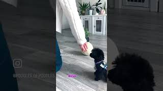 Toy Poodle training: Rosalina got this!