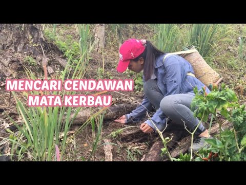 Video: Di Mana Cendawan Tumbuh