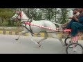 Parbat horse race hazro