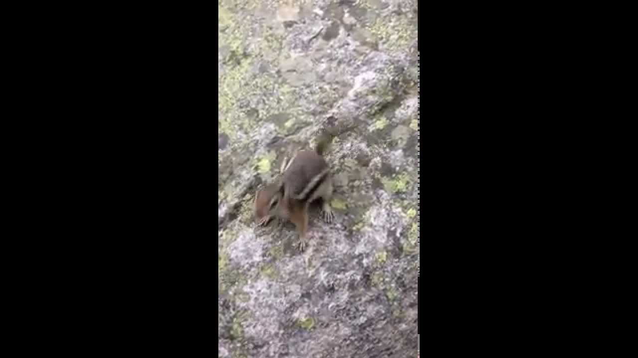 Rocky Mountain National Park chipmunk attack!!! - YouTube