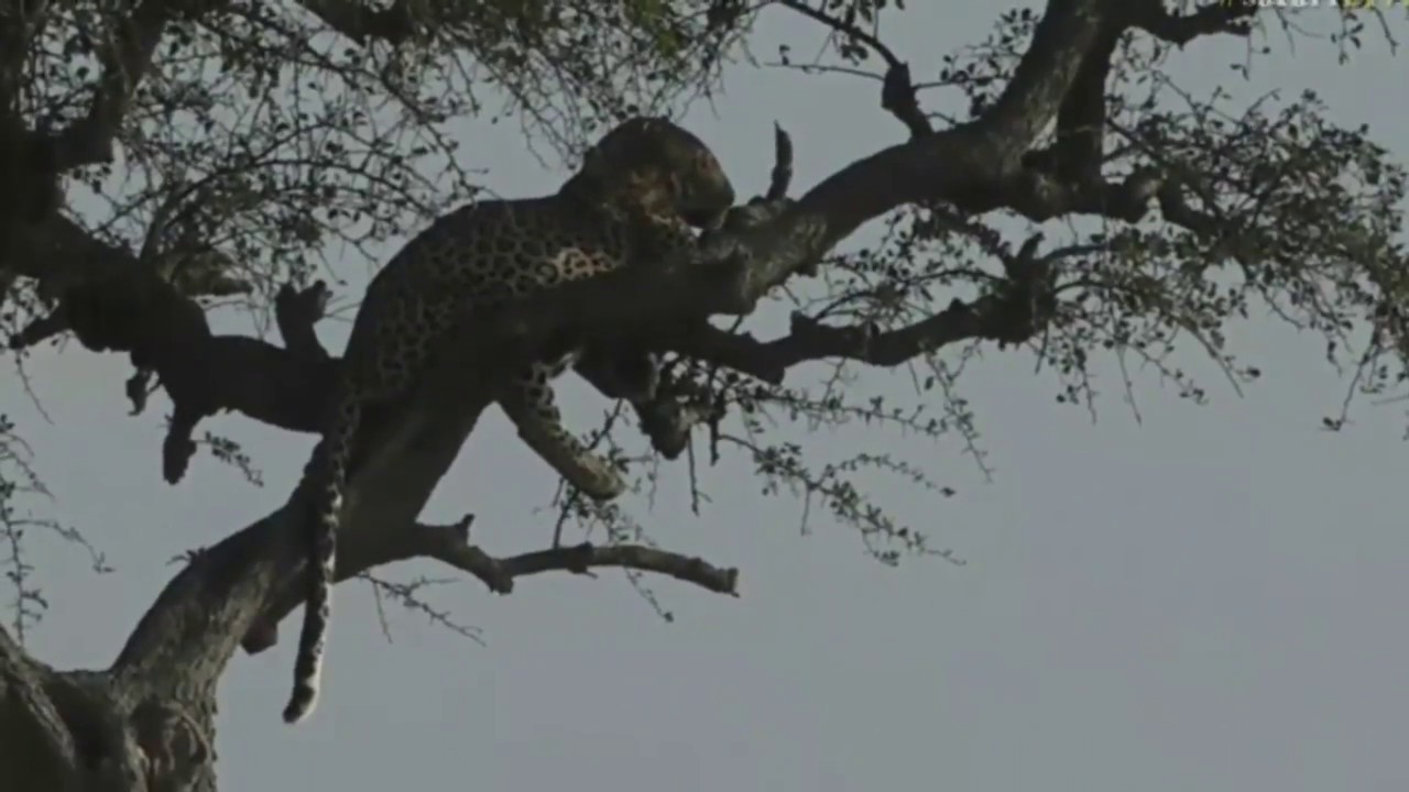 sindile faku June 21, 2017-Sunset- Brent has a Leopard in Kenya