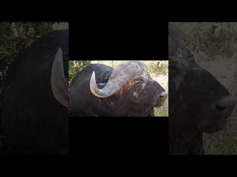 Видео: Африкански биволи: описание, разновидности