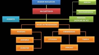 Nucleic Acids: Fundamental Chemical Structure