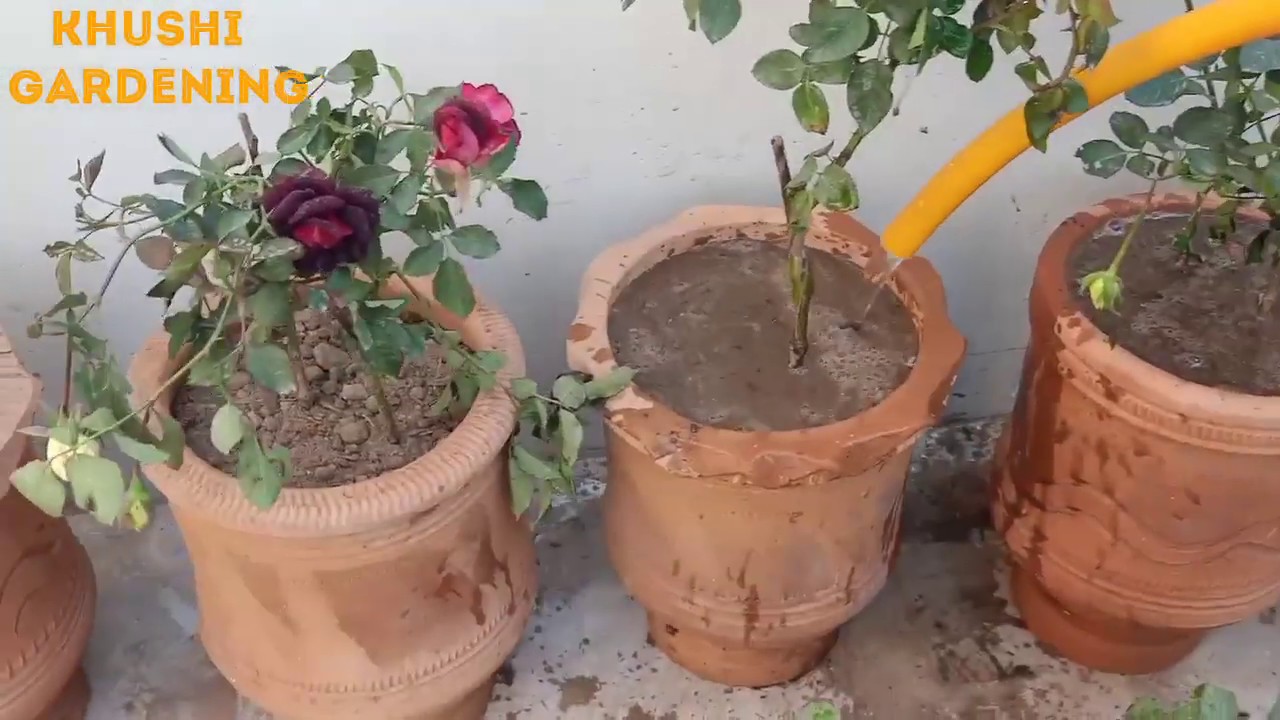 How to Repot your Rose Plant in super potting by Khushi Gardening YouTube