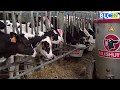 Reportage sur la ferme laitière CAP LAIT.