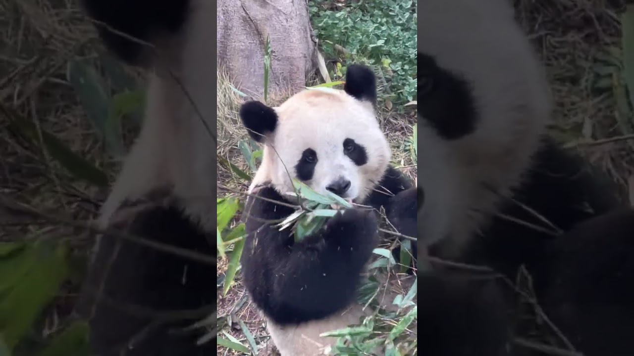成都大熊貓繁殖基地月亮產房