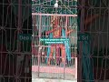 Jai hanuman gyan gun sagar hanuman chalisa Ganjariya sthan hanuman mandir Deo road hanuman mandir