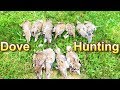 Early Season Dove Hunting!