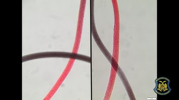 National Forensic Science Week - Trace Evidence