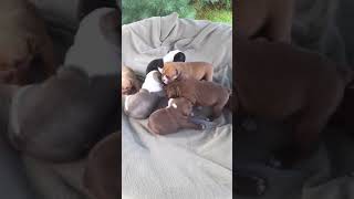 OLDE ENGLISH BULLDOGGE PUPPIES  3 WEEKS OLD by Whispering Pines MicroFarm 907 views 6 years ago 1 minute, 54 seconds