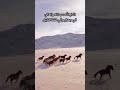 لو بتحب الخيل إضغط لايك وصلي على النبي في الكومنتات Youtubeshorts Horse