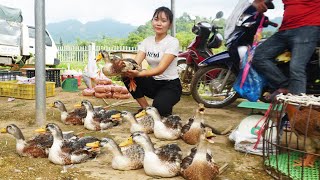 Bring Ducks Go To Market To Sell, ALONE BUILD LOG CABIN & OFF GRID FARM