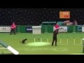 Agility dogs